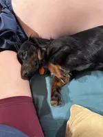 Bluey , a male Miniature Dachshund for sale in Lucedale, MS – 2 of 2