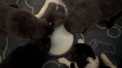 Facility video