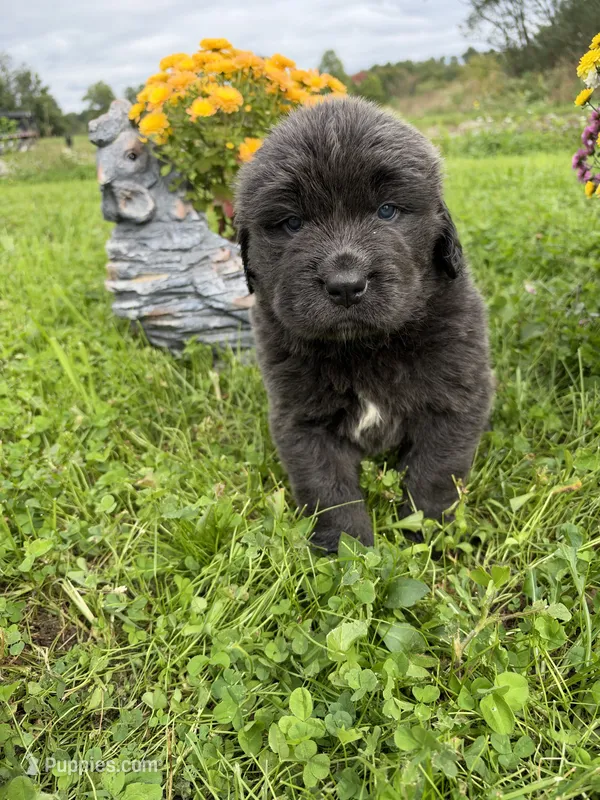 Lorelei  – Newfoundland puppy for sale in Atwater, OH