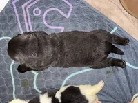 Rory, a female Newfoundland for sale in Atwater, OH – 5 of 5