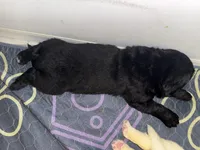 Luke, a male Newfoundland for sale in Atwater, OH – 6 of 6