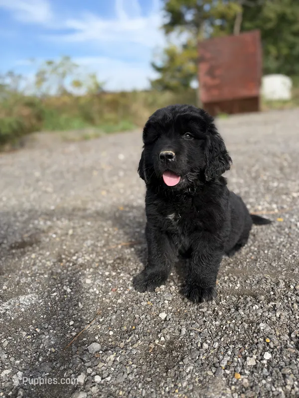 Luke – Newfoundland puppy for sale in Atwater, OH