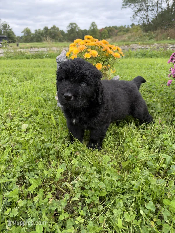 Luke – Newfoundland puppy for sale in Atwater, OH