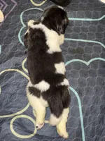 Logan, a male Newfoundland for sale in Atwater, OH – 6 of 6