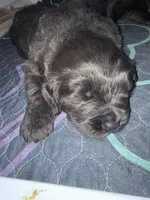 Rory, a female Newfoundland for sale in Atwater, OH – 3 of 5