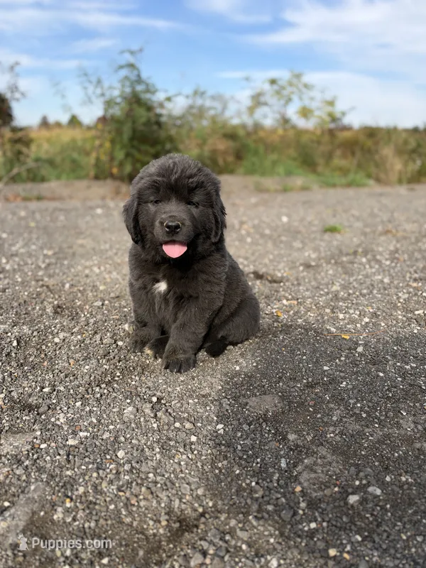 Lorelei  – Newfoundland puppy for sale in Atwater, OH
