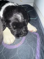 Emily, a female Newfoundland for sale in Atwater, OH – 5 of 5