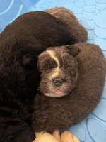 Logan, a male Newfoundland for sale in Atwater, OH – 5 of 6