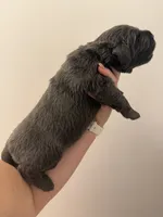 Rory, a female Newfoundland for sale in Atwater, OH – 2 of 5