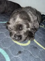 Lorelei , a female Newfoundland for sale in Atwater, OH – 5 of 5