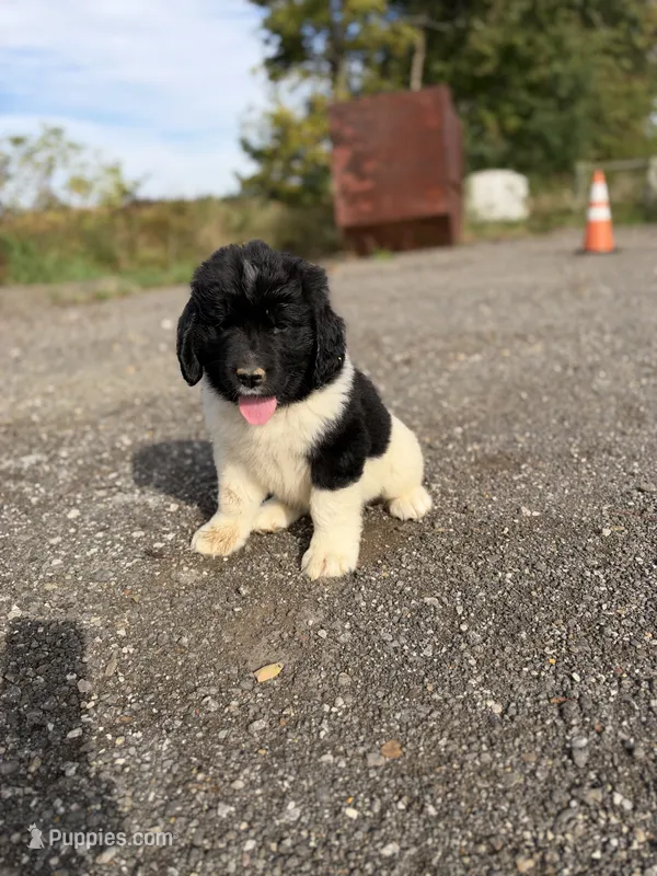 Emily – Newfoundland puppy for sale in Atwater, OH