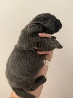 Lorelei , a female Newfoundland for sale in Atwater, OH – 3 of 5