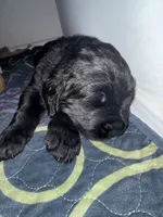Luke, a male Newfoundland for sale in Atwater, OH – 3 of 6