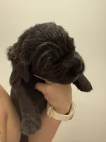 Rory, a female Newfoundland for sale in Atwater, OH – 4 of 5