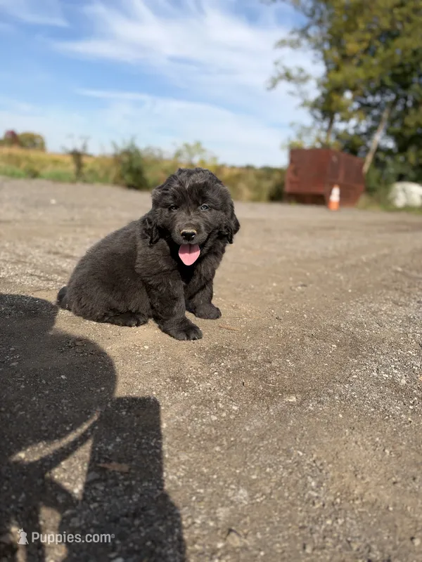 Rory – Newfoundland puppy for sale in Atwater, OH
