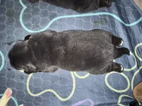 Lorelei , a female Newfoundland for sale in Atwater, OH – 2 of 5