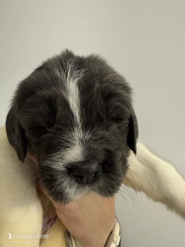 Logan – Newfoundland puppy for sale in Atwater, OH