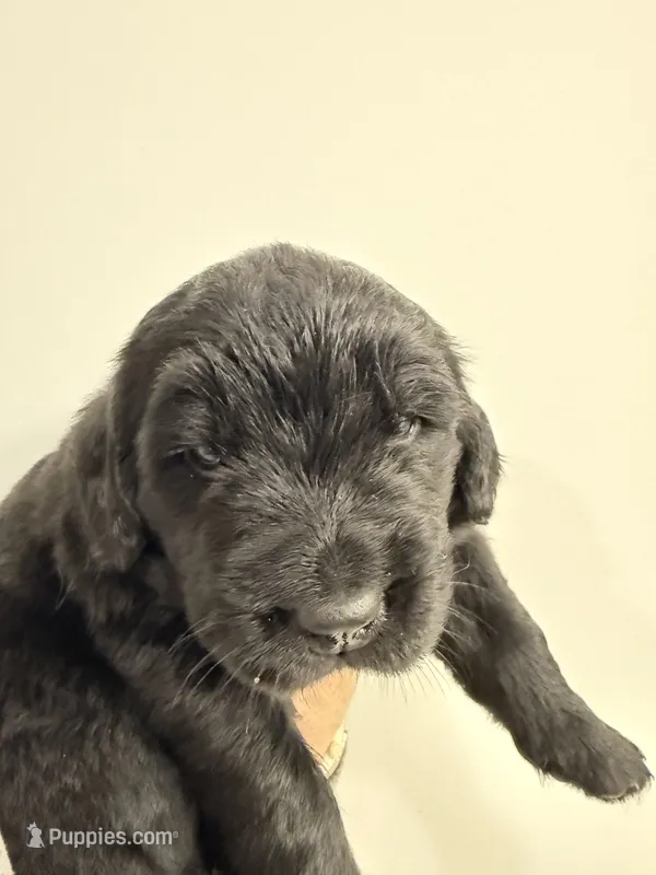 Lorelei  – Newfoundland puppy for sale in Atwater, OH