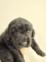 Lorelei , a female Newfoundland for sale in Atwater, OH – 1 of 5