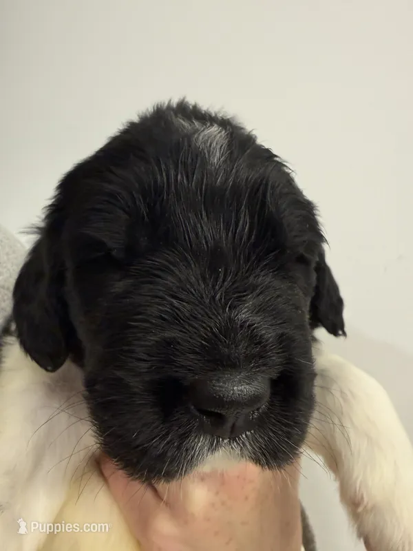 Emily – Newfoundland puppy for sale in Atwater, OH