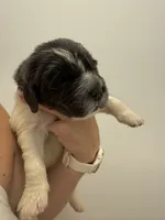 Logan, a male Newfoundland for sale in Atwater, OH – 2 of 6