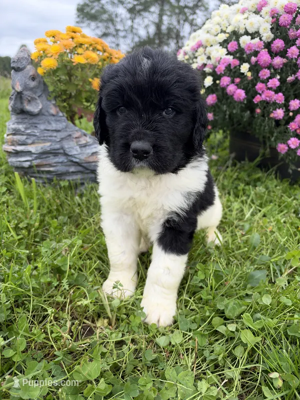 Emily – Newfoundland puppy for sale in Atwater, OH
