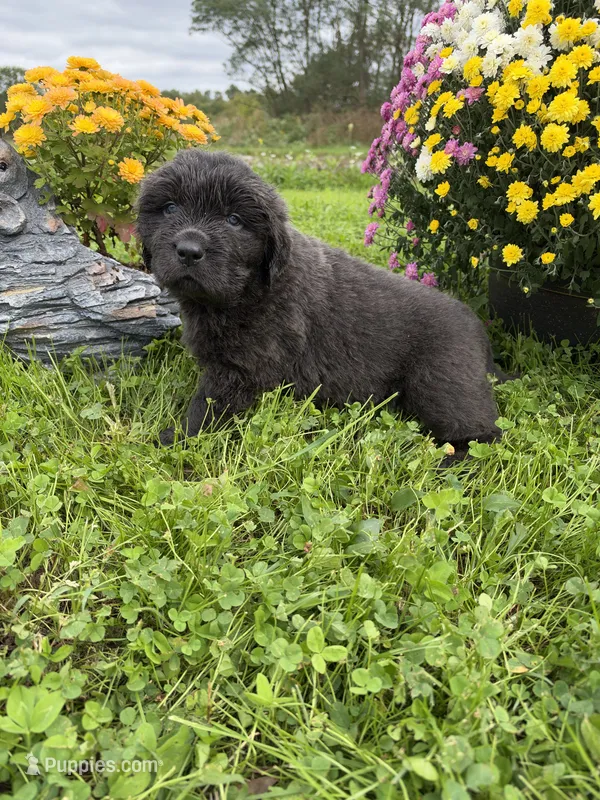 Rory – Newfoundland puppy for sale in Atwater, OH