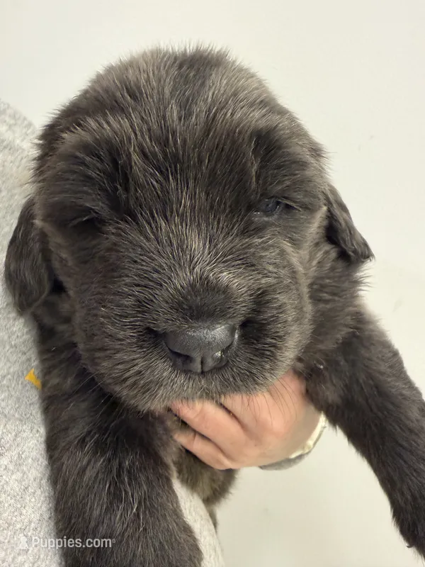 Rory – Newfoundland puppy for sale in Atwater, OH