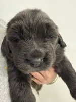 Rory, a female Newfoundland for sale in Atwater, OH – 1 of 5