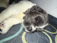 Logan, a male Newfoundland for sale in Atwater, OH – 4 of 6