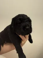 Luke, a male Newfoundland for sale in Atwater, OH – 2 of 6