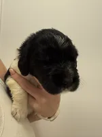 Emily, a female Newfoundland for sale in Atwater, OH – 2 of 5