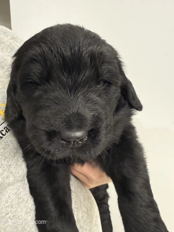 Luke – Newfoundland puppy for sale in Atwater, OH