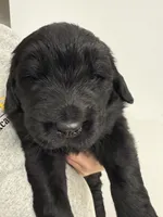 Luke, a male Newfoundland for sale in Atwater, OH – 1 of 6