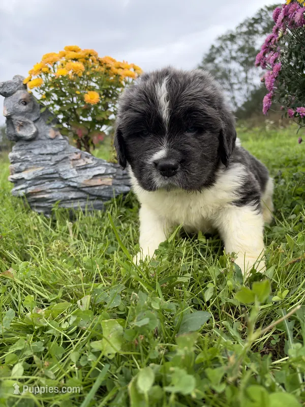Logan – Newfoundland puppy on hold in Atwater, OH