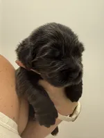 Lorelei , a female Newfoundland for sale in Atwater, OH – 4 of 5