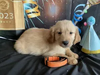 NKC standard orange color boy, a male Golden Retriever for sale in Apple Valley, CA – Photo 3 of 9