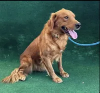 NKC standard orange color boy, a male Golden Retriever for sale in Apple Valley, CA – Photo 5 of 9