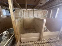 NKC standard orange color boy, a male Golden Retriever for sale in Apple Valley, CA – Photo 8 of 9