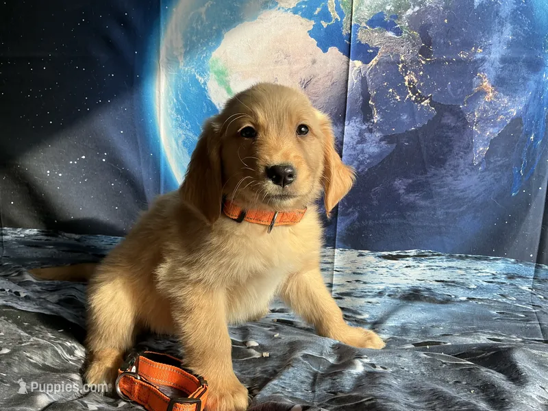 NKC standard orange color boy