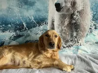 NKC standard orange color boy, a male Golden Retriever for sale in Apple Valley, CA – Photo 2 of 9