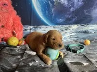 NKC Standard Girl Mustang, a female Golden Retriever for sale in Apple Valley, CA – Photo 6 of 10