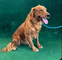 NKC Standard Girl Mustang, a female Golden Retriever for sale in Apple Valley, CA – Photo 7 of 10