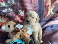 NKC Standard Girl Mustang, a female Golden Retriever for sale in Apple Valley, CA – Photo 4 of 10