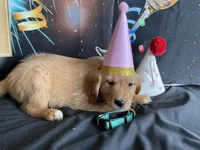 NKC Standard Girl Mustang, a female Golden Retriever for sale in Apple Valley, CA – Photo 2 of 10