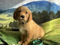 NKC Standard Girl Mustang, a female Golden Retriever for sale in Apple Valley, CA – Photo 1 of 10