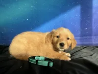 NKC Standard Girl Mustang, a female Golden Retriever for sale in Apple Valley, CA – Photo 3 of 10