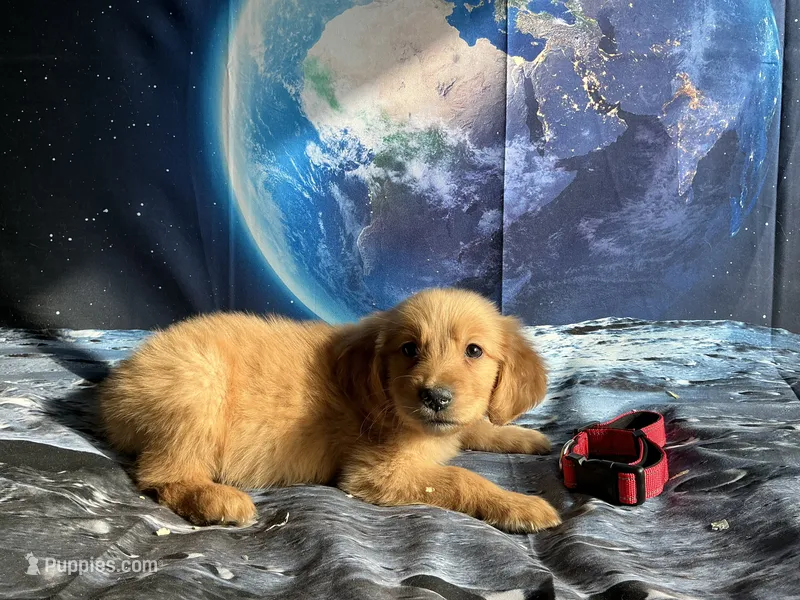 NKC mini red collar boy