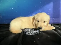 NKC standard  black collar boy, a male Golden Retriever for sale in Apple Valley, CA – Photo 3 of 9