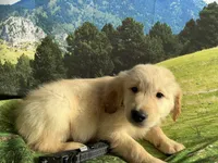 NKC standard  black collar boy, a male Golden Retriever for sale in Apple Valley, CA – Photo 1 of 9